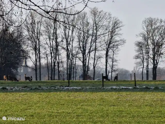 Uitzicht vanaf de tuin op de weide met dagelijks kans op wild spotten (herten)